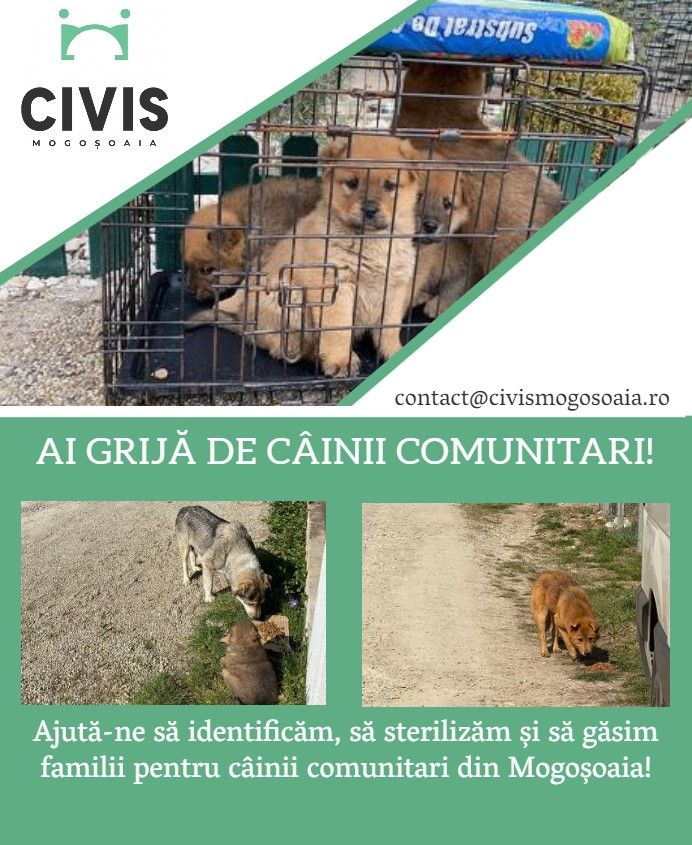 Campanie Mogoşoaia "Ajută câinii comunitari!"